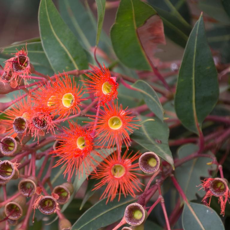 A photograph of Australian native gum plant with red flowers